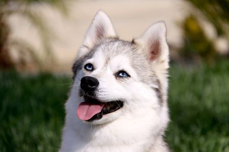 Kika, A gray and white alaskan klee kai