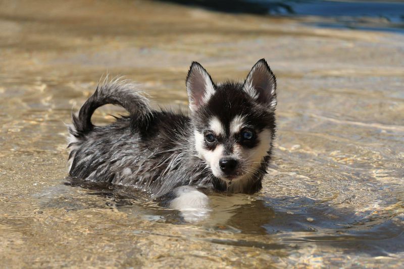 can alaskan klee kai live in hot weather