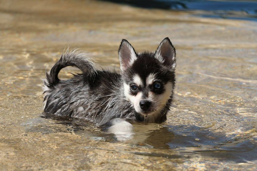 klee kai puppy in water from Kika's Klee Kai