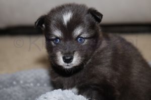 Ion (Male) angel 112823-2.jpg