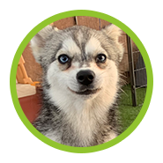 Dog for adoption - SASHA , a Siberian Husky & Klee Kai Mix in Yucca Valley,  CA