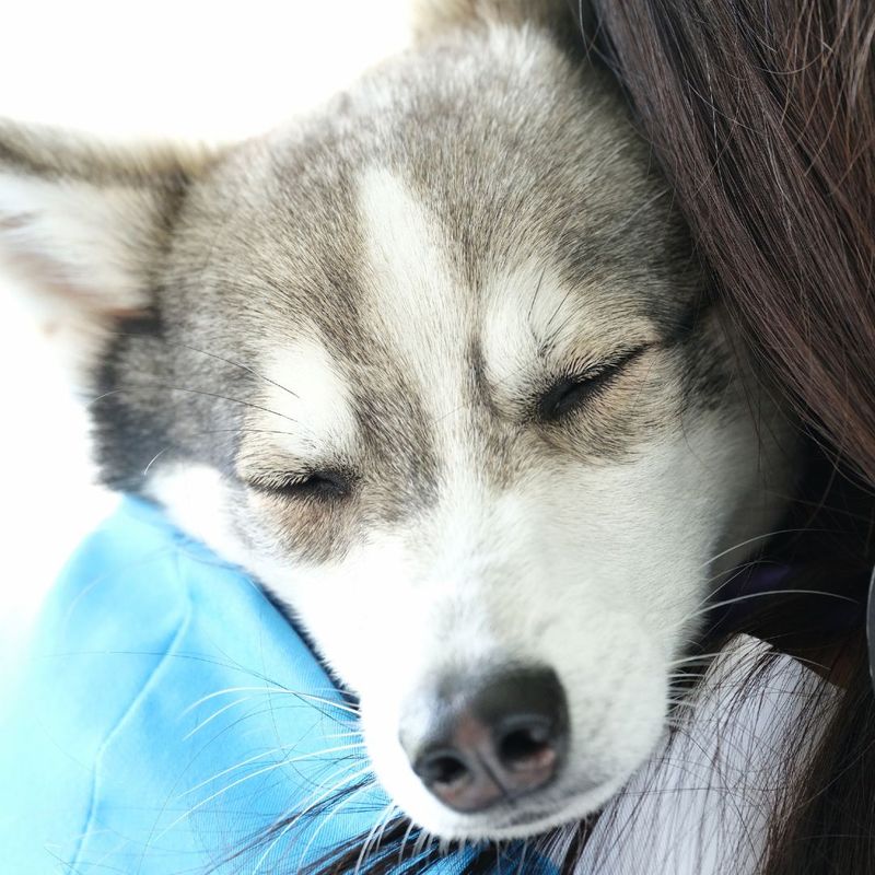 Why Klee Kai Puppies Are Amazing Companions - Miniature Huskies for Adoption