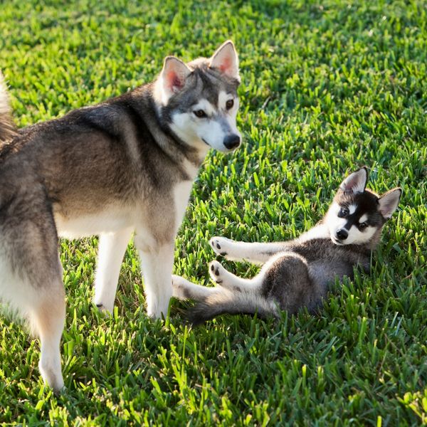Alaskan Klee Kai dogs playing