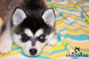black-and-white-alaskan-klee-kai-bi-eyed.jpg
