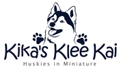 Kika's Klee Kai