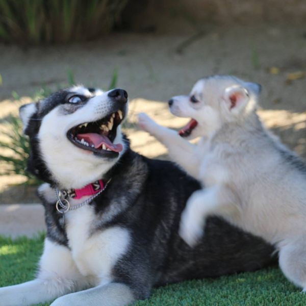 Adult klee kai playing with a puppy