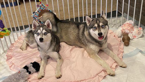 Two gray and white Alaskan Klee Kai dogs