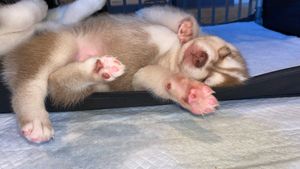 red-white-klee-kai-puppy-sleeping.jpeg