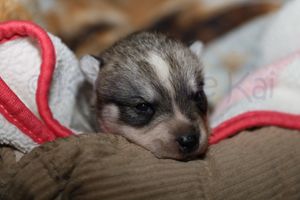 nala 030723-9.jpg