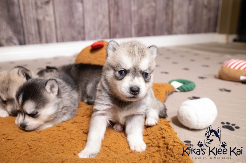 Alaskan Klee Kai Dog Breed Information & Characteristics