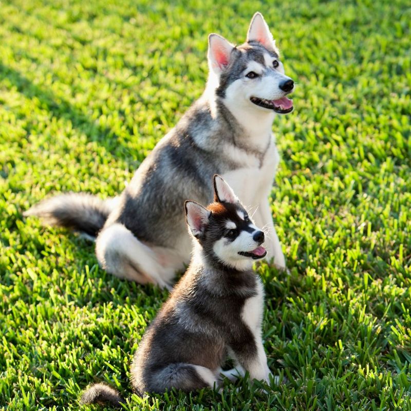 4 Reasons Why You Should Get Your Next Dog From Kika's Klee Kai - Miniature  Huskies for Adoption