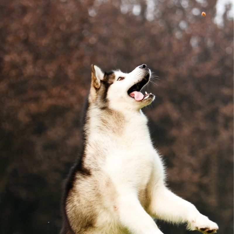 how much exercise does a husky need