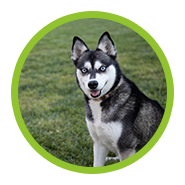 Valley Vetco - 🐶🐾SPOTLIGHT ON THE ALASKAN KLEE KAI🐾🐶 The klee kai comes  in three sizes: standard, over 15 inches up to and including 17 inches;  miniature, over 13 inches up to