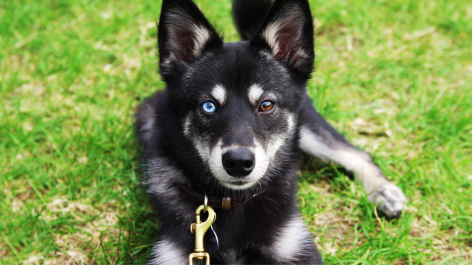 4 Reasons Why You Should Get Your Next Dog From Kika's Klee Kai - Miniature  Huskies for Adoption