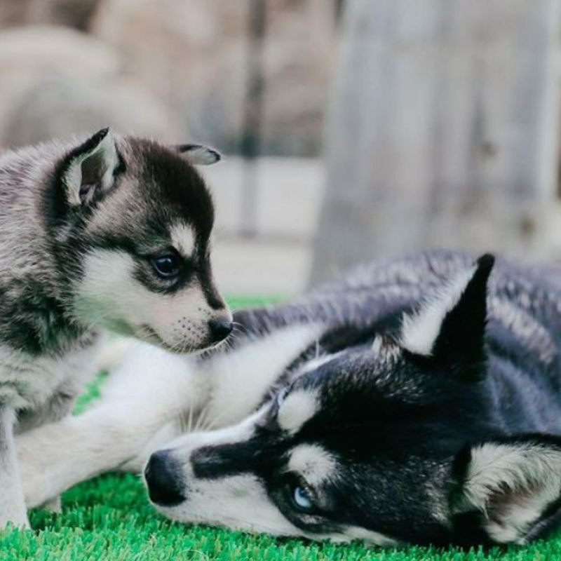 Why Klee Kai Puppies Are Amazing Companions - Miniature Huskies for Adoption
