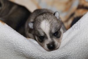 nala 030723-3.jpg