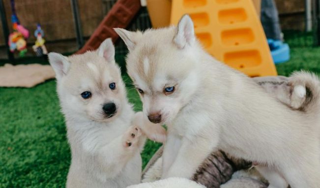 Why Klee Kai Puppies Are Amazing Companions - Miniature Huskies for Adoption