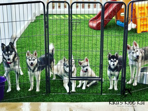 Alaskan Klee Kai sizes and colors