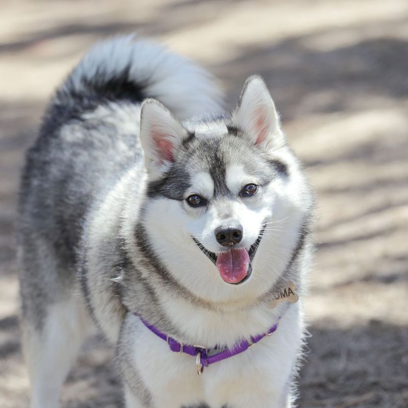 Alaskan Klee Kai Dog Breed - Dog World