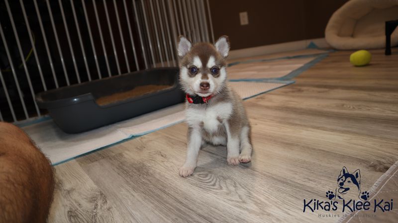 Alaskan Klee Kai - Top 10 Facts 