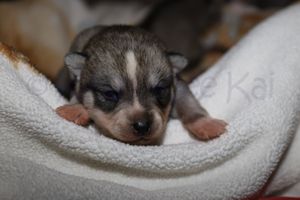 nala 030723.jpg