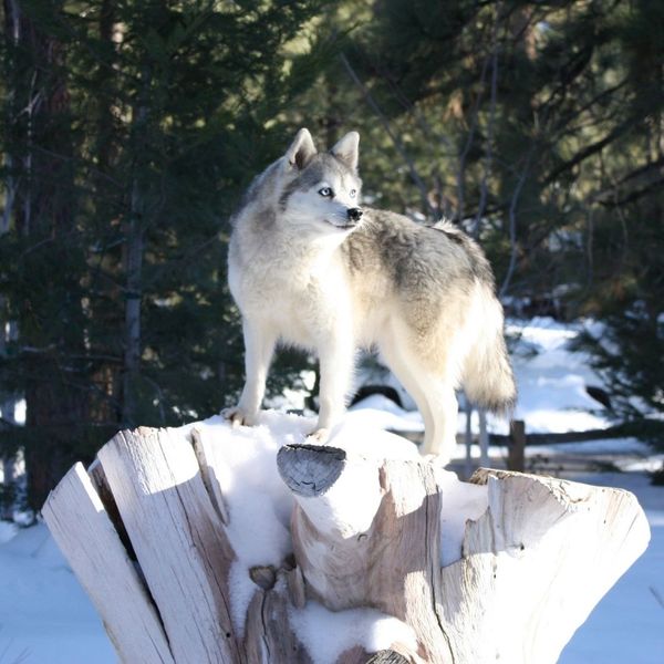 Alaskan Klee Kai puppy standing on snow covered tree stump in the forest
