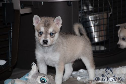 Alaskan Klee Kai - Training Course on Alaskan Klee Kai