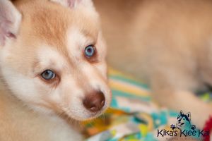 beautiful-red-white-klee-kai-pup.jpg