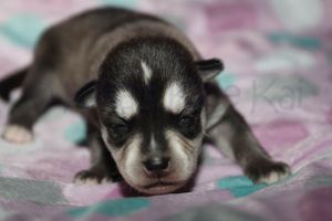 Sassy 090523-2.jpg