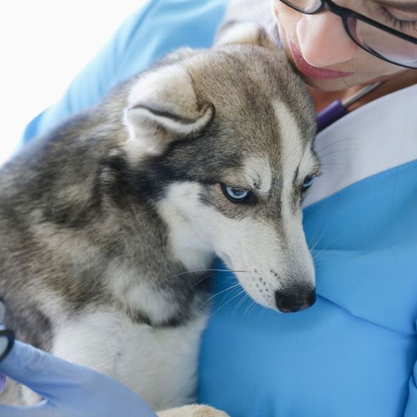 Veterinarian holding an Alaskan Klee Kai puppy