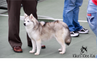grey and white Klee Kai standing with people from Kika's Klee Kai