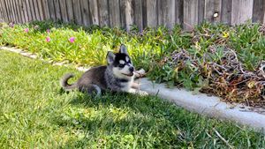 black-white-standard-size-klee-kai-pup.jpeg
