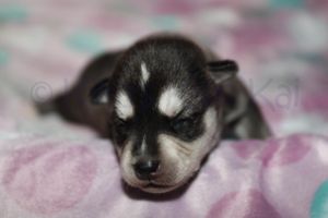 Sassy 090523-4.jpg