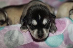 Sassy 090523-36.jpg