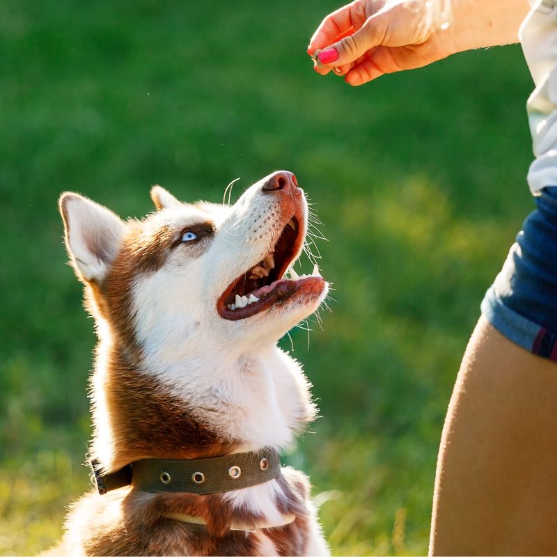 Narly, alaskan klee kai - Dog Photo Contest