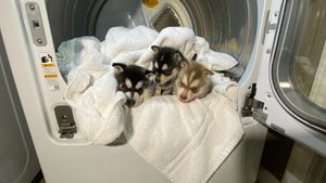 klee-kai-puppies-in-dryer.peg