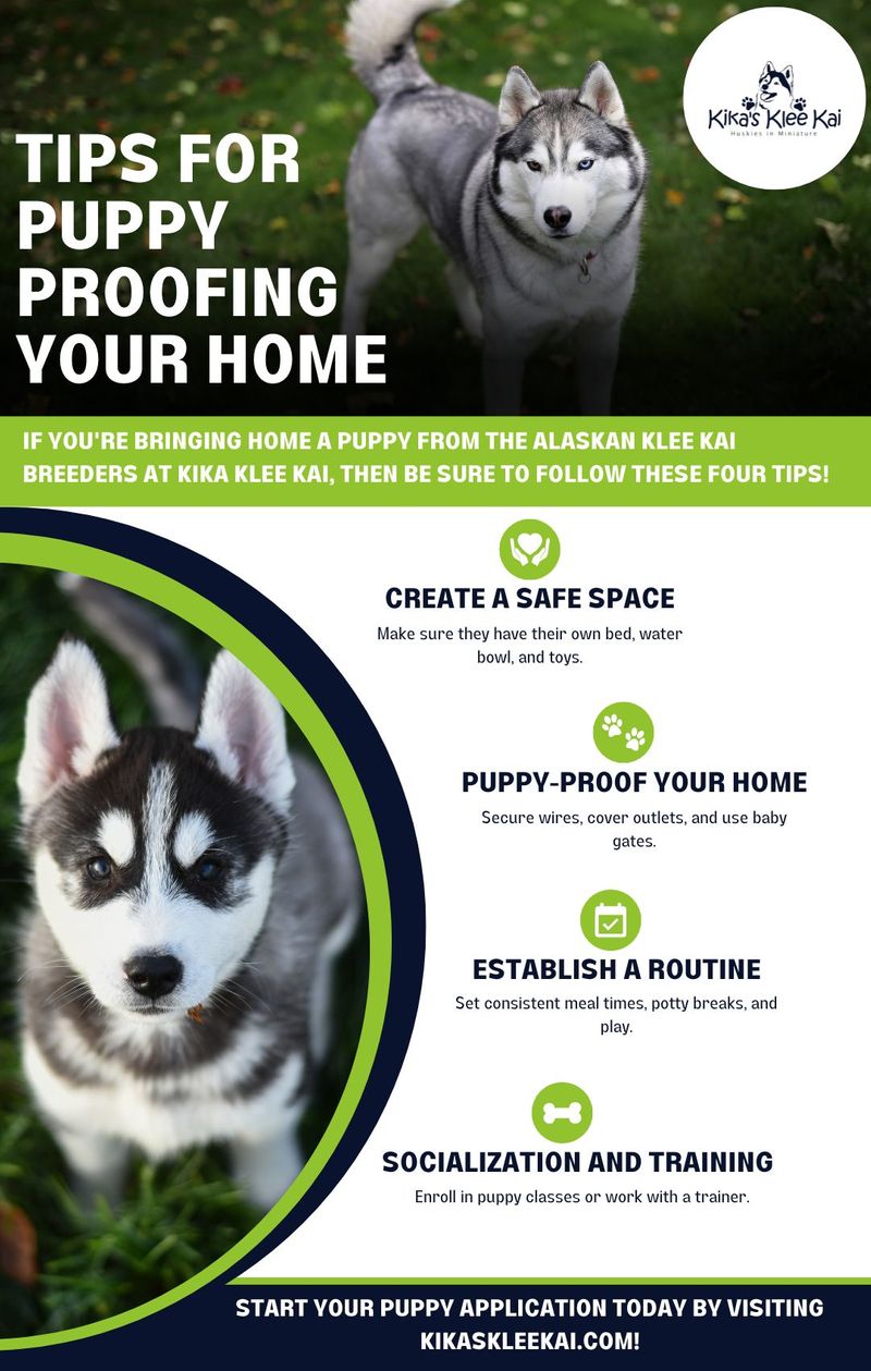 Tips for Puppy Proofing Your Home infographic
