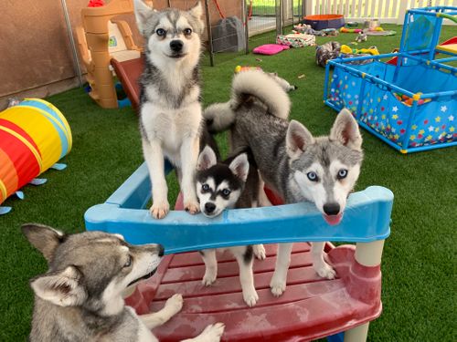 four Klee Kai dogs playing