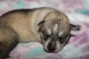 Sassy 090523-11.jpg