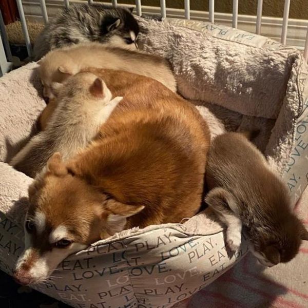 Klee kai mom with puppies in crate