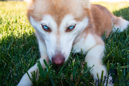 Blue-eyed Alaskan Klee Kai puppy in grass