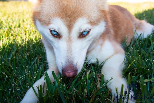 Mini husky best sale blue eyes