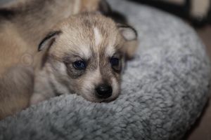 Goldie sassy091823.jpg