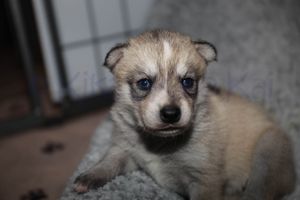 Goldie sassy091823-36.jpg