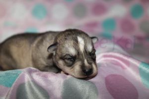Sassy 090523-21.jpg