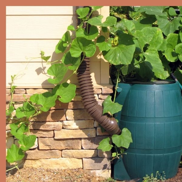 Rain gutter draining into rain barrel