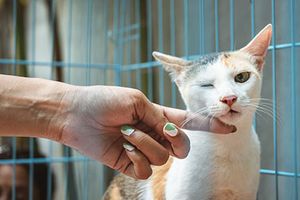 How To Build A Veterinary Website That Converts-Thumb.jpg