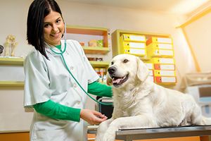 Creating a Client-Centric Veterinarian Website Design-Thumb.jpg