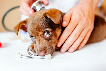 5 Effective Strategies to Boost Online Traffic for Your Veterinarian Practice-Thumb.jpg
