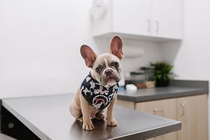 6 Marketing Tips for Veterinary Practices-Thumb.jpg